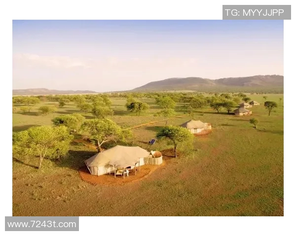 探索莎瓦娜的神秘魅力与自然风光，感受非洲草原的独特韵味与文化底蕴